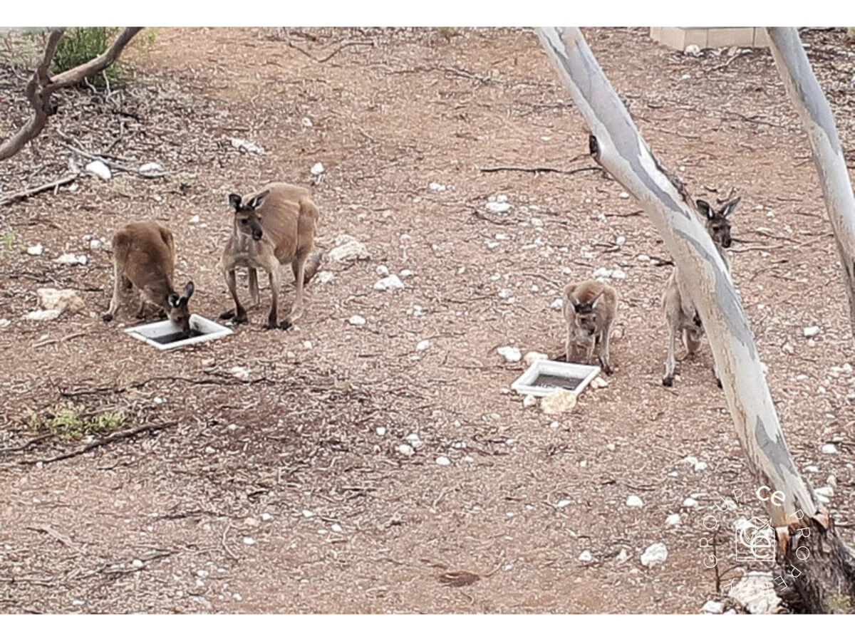 Additional image 4 of 385 Pipeline Road, Fisher SA 5354