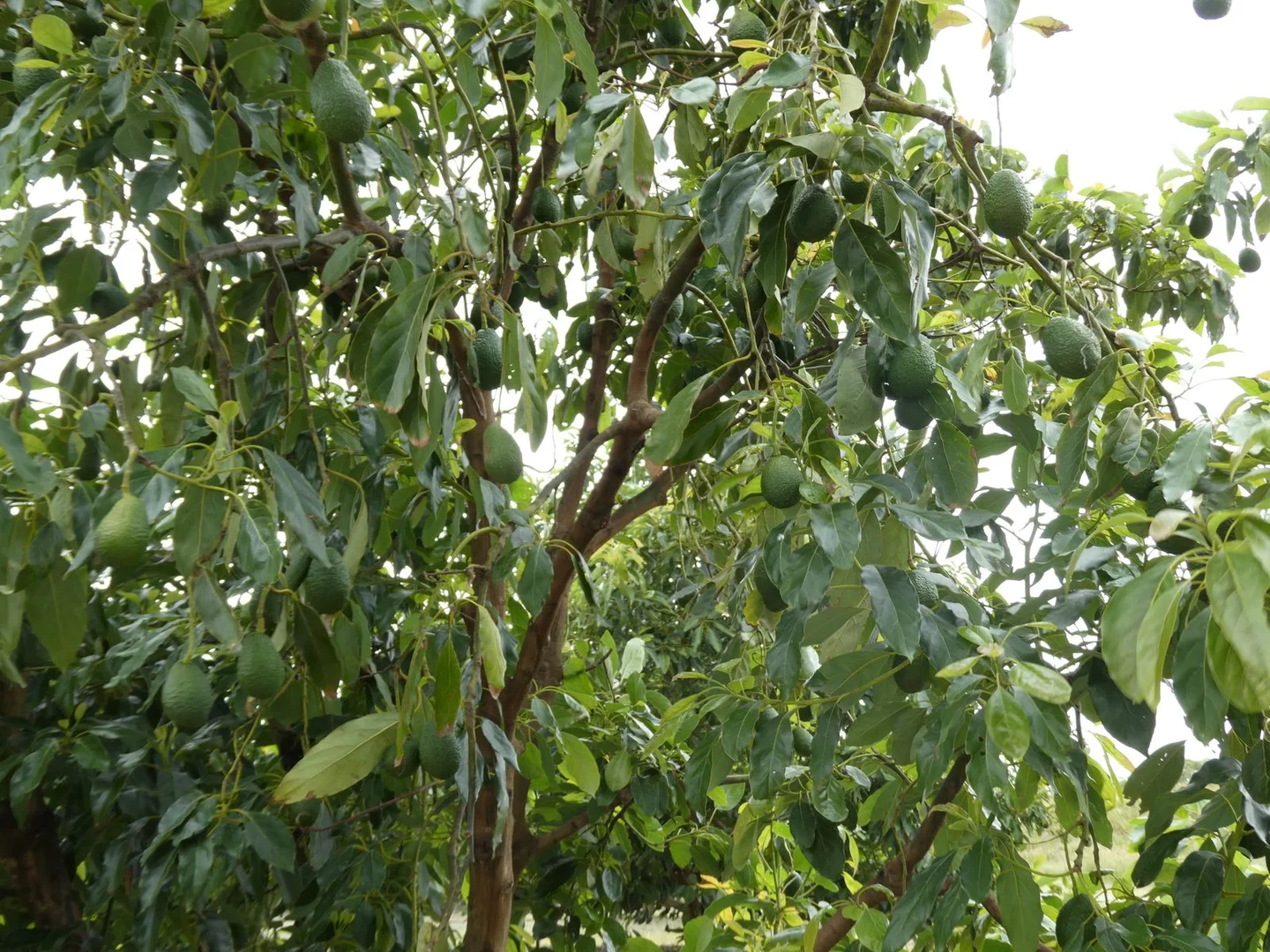 Image 11