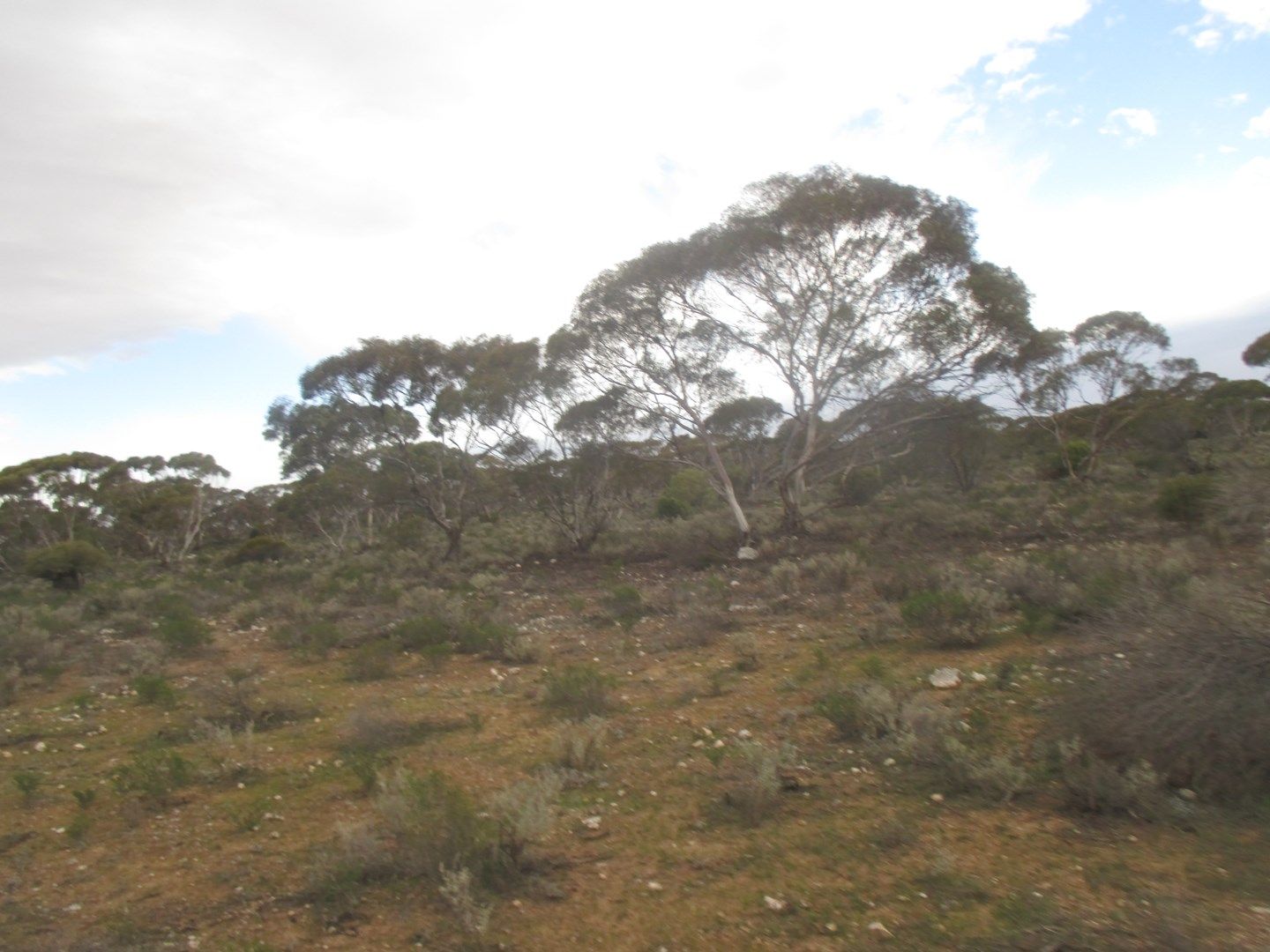 Lot 4 Stott Highway, Sedan SA 5353, Image 0