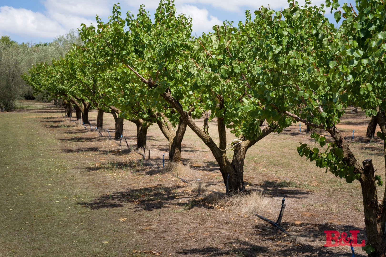 Additional image 35 of 7 Melrose Drive, Raglan NSW 2795