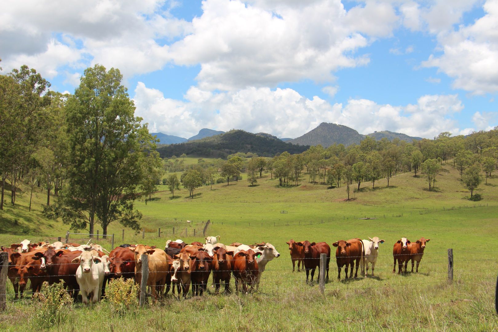 56 Haack Road, Lamington QLD 4285