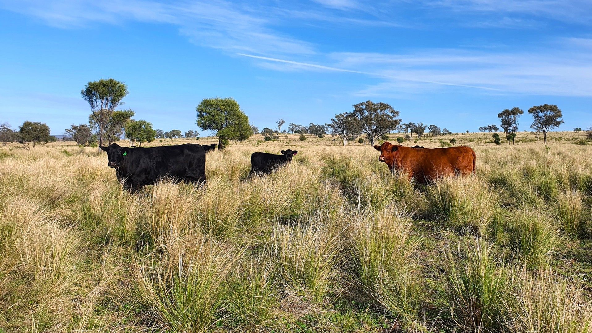 6858 WARIALDA ROAD, Yetman NSW 2410, Image 0