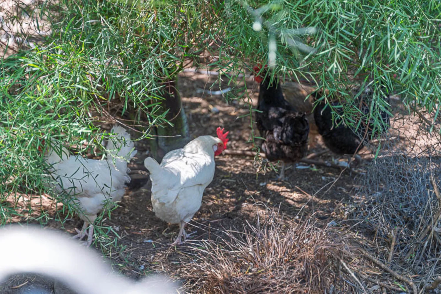 Additional image 19 of 13 Adelaide Road, Palmer SA 5237