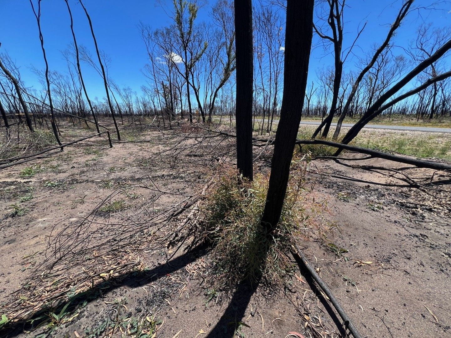 Lot 16 TaraChinchilla Road, Tara QLD 4421 House for Sale Domain