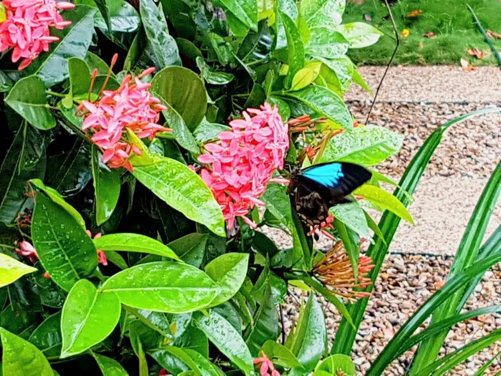 Additional image 14 of 19 47-49 Davidson Street, Port Douglas QLD 4877