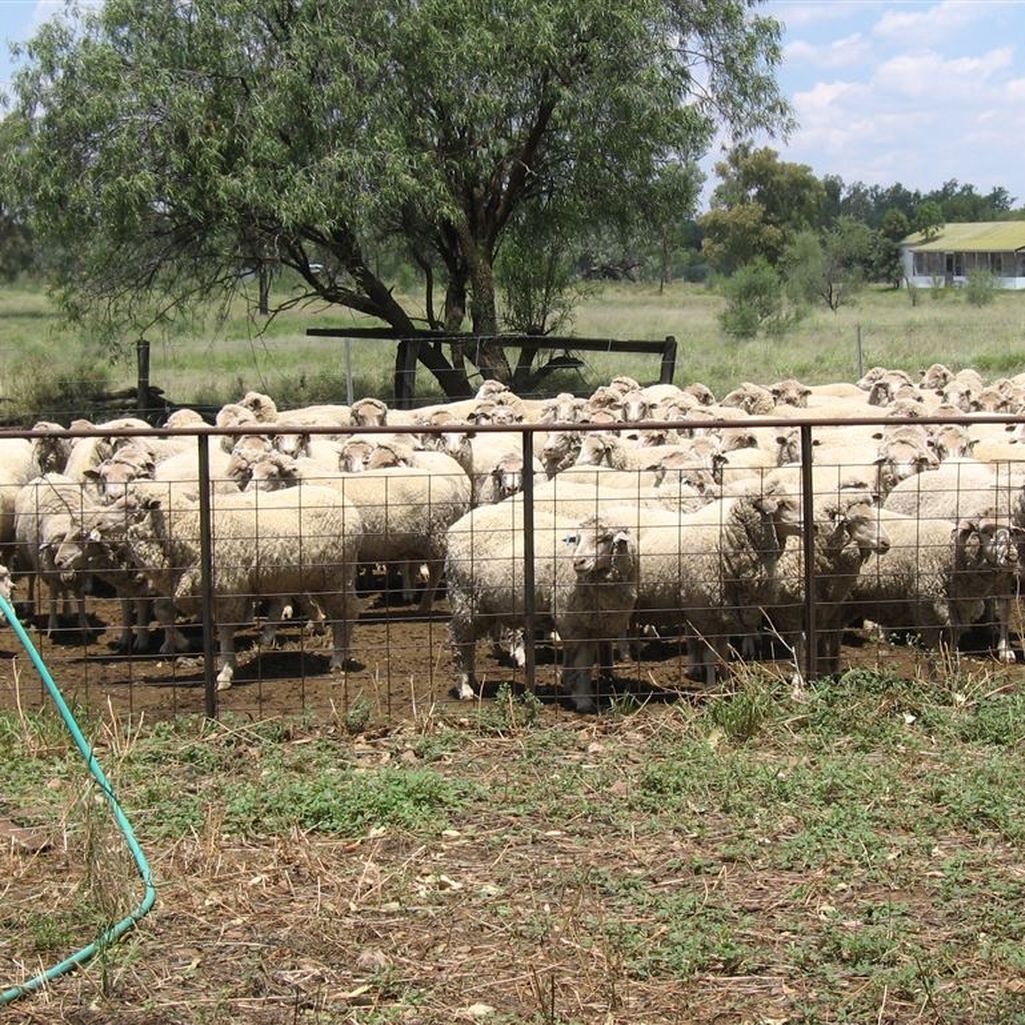 . "Ardrossan", Cunnamulla QLD 4490 Farm For Sale Domain