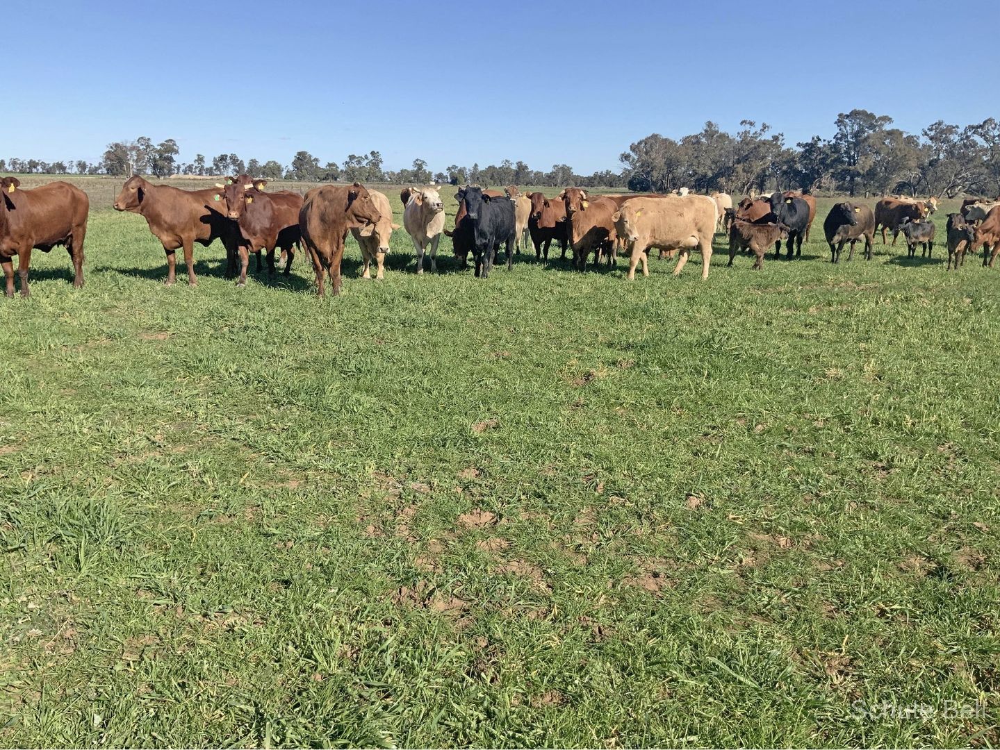 4725 Collie Trangie Rd "Hallerton" Road, Collie NSW 2827 House for Sale