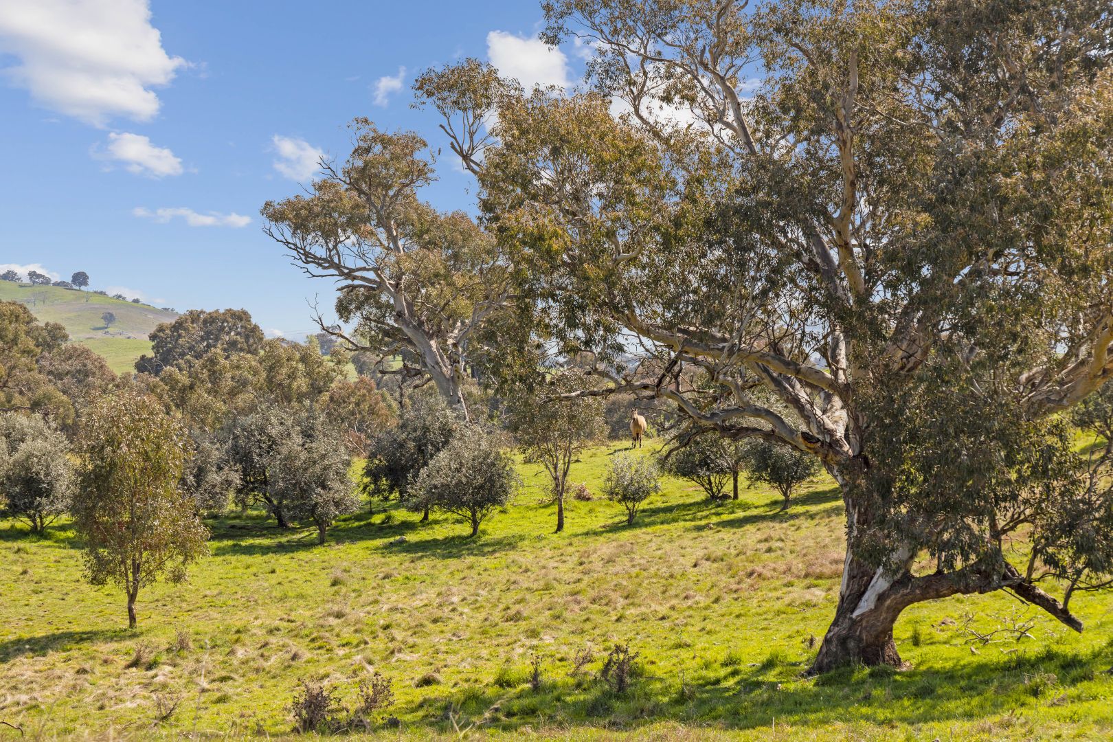 401 Black Range Road, Yass NSW 2582, Image 2