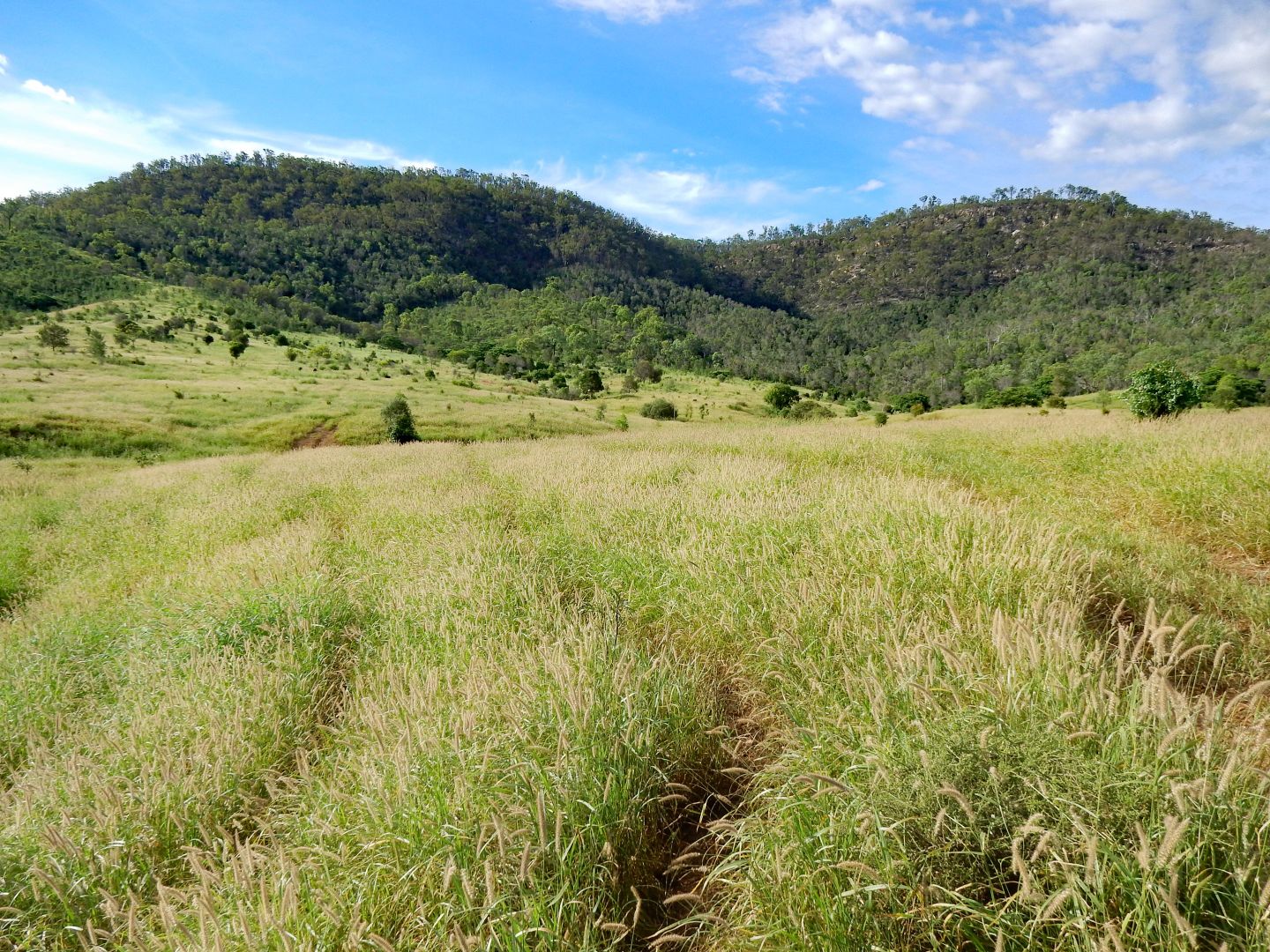 Coal Road, Dumgree QLD 4715, Image 2