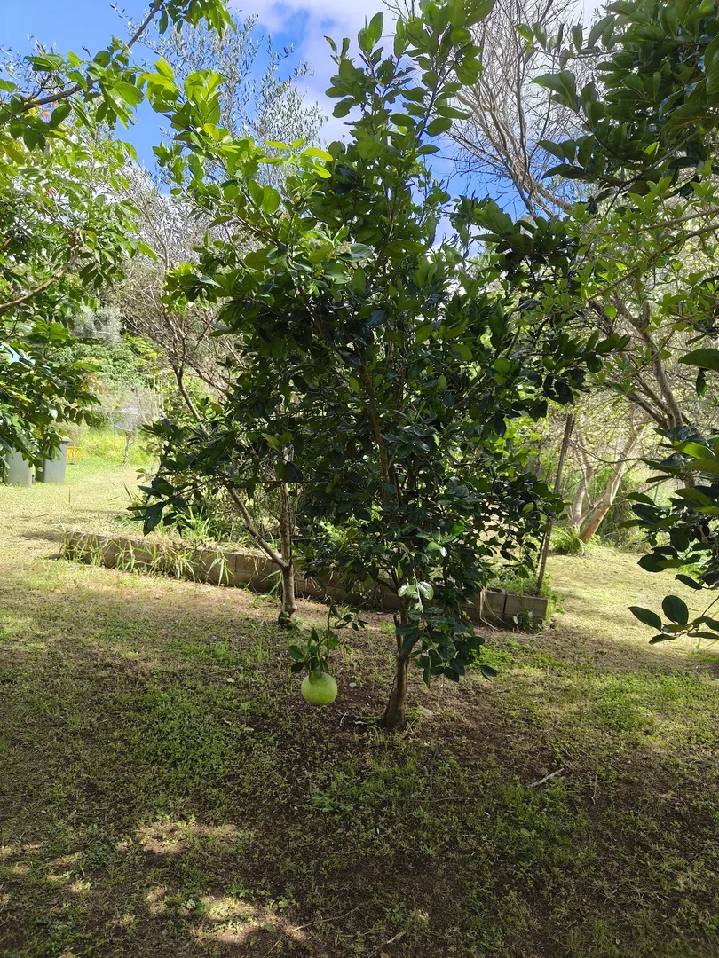 Additional image 9 of Ravenshoe QLD 4888