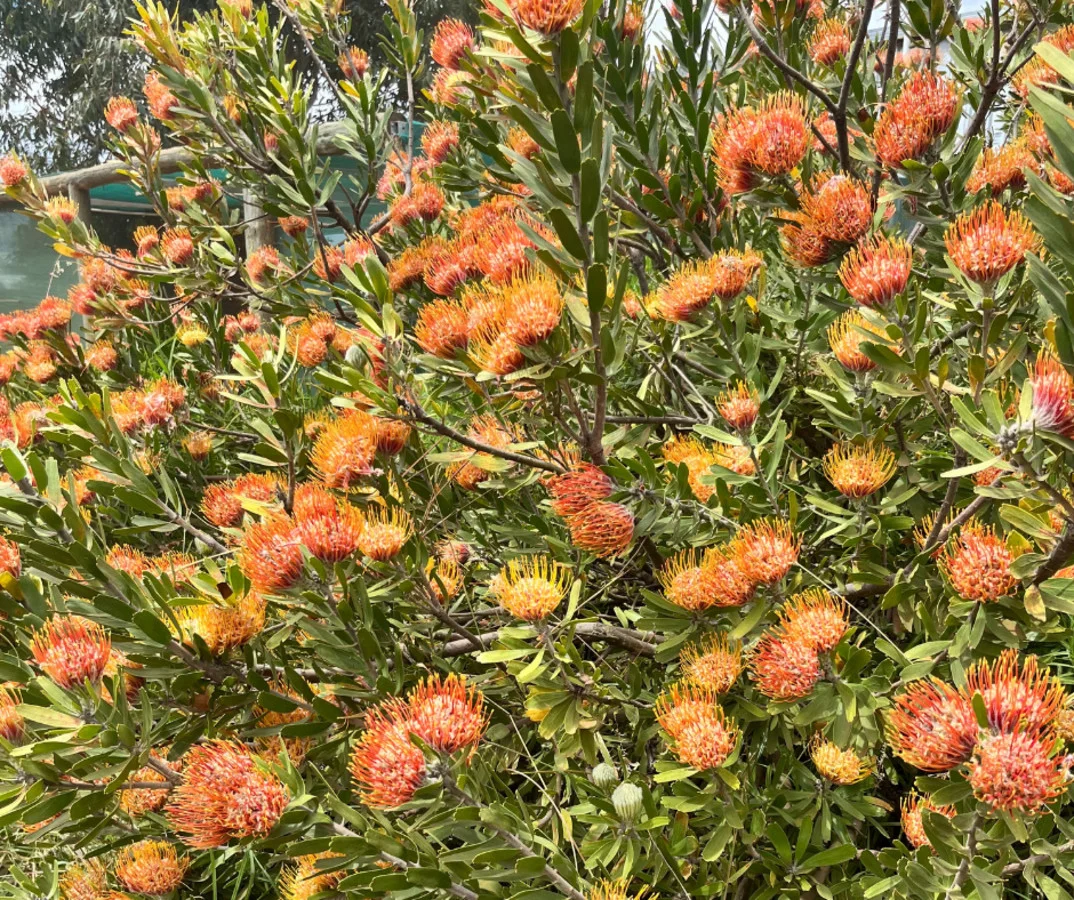Image 38