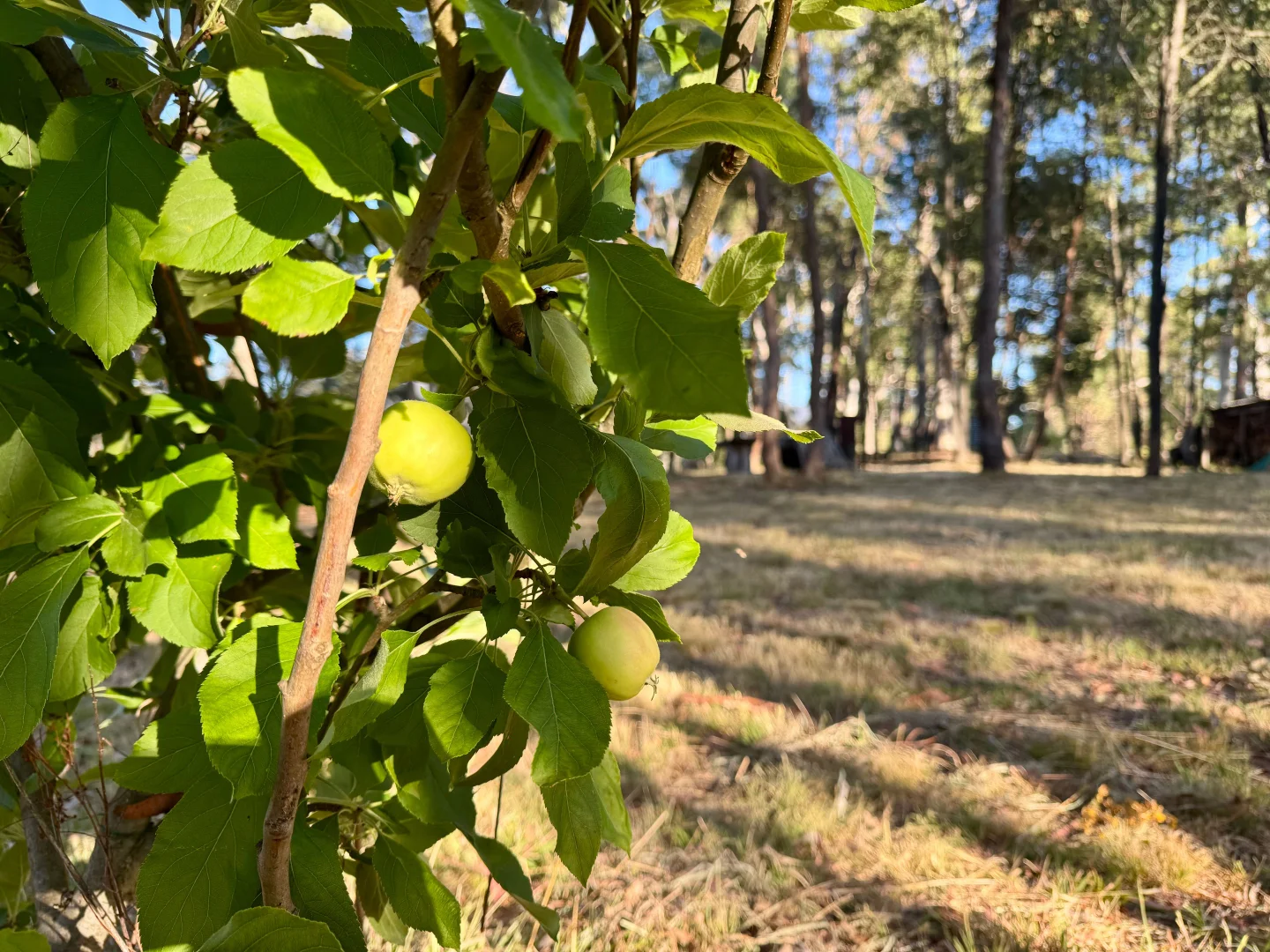 Additional image 26 of 141 Bogong High Plains Road, Glen Valley VIC 3898