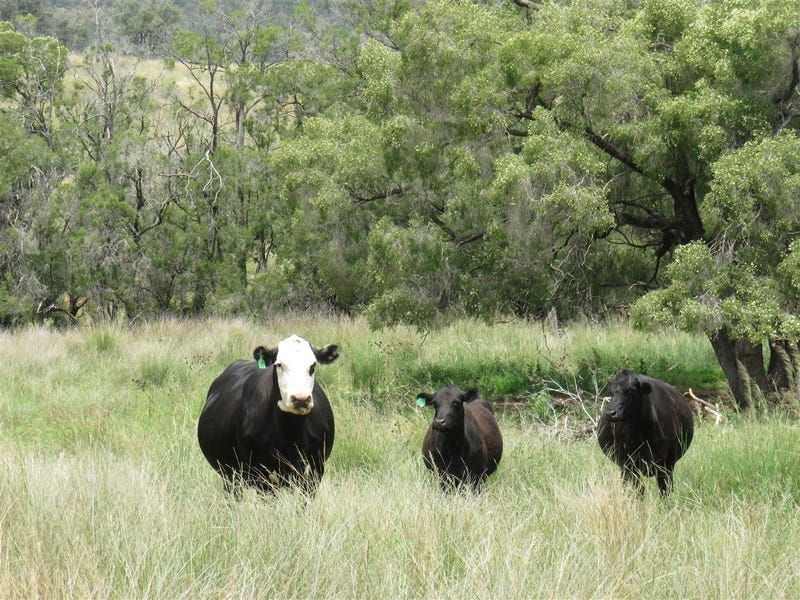 "Westdale" Horton Road, Upper Horton NSW 2347, Image 1