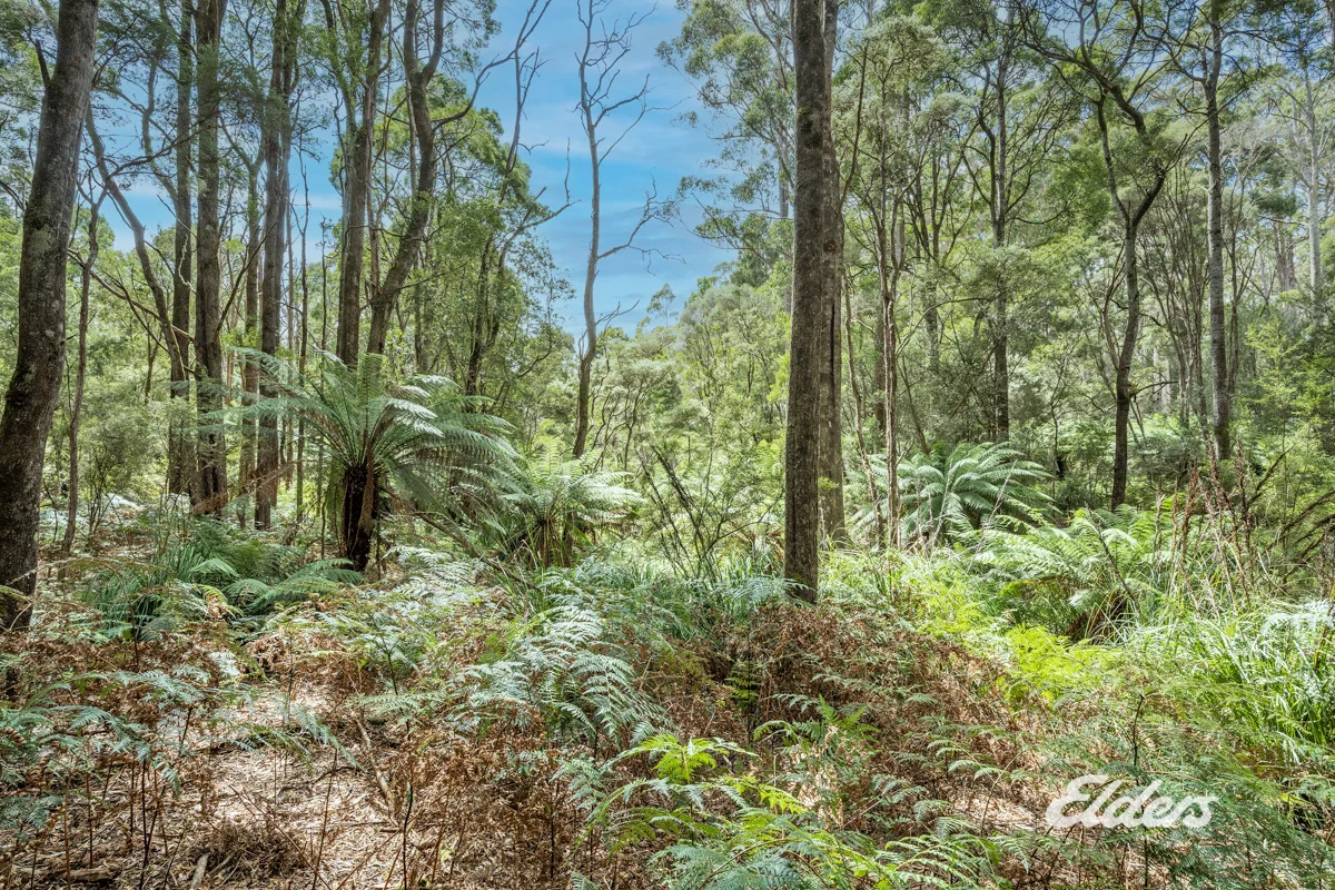 Image 15