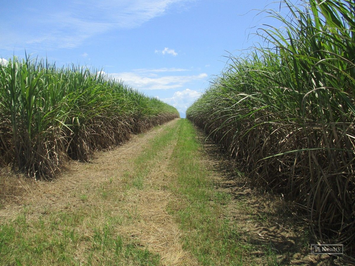 Innisfail QLD 4860 Specialist Farm for Sale 980,000 Domain