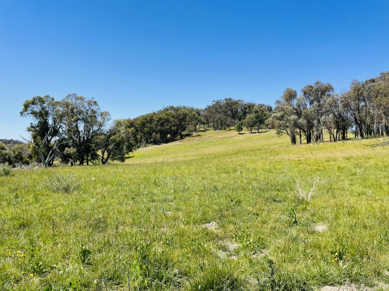 234 Niangala Road, Walcha NSW 2354 House for Sale Domain