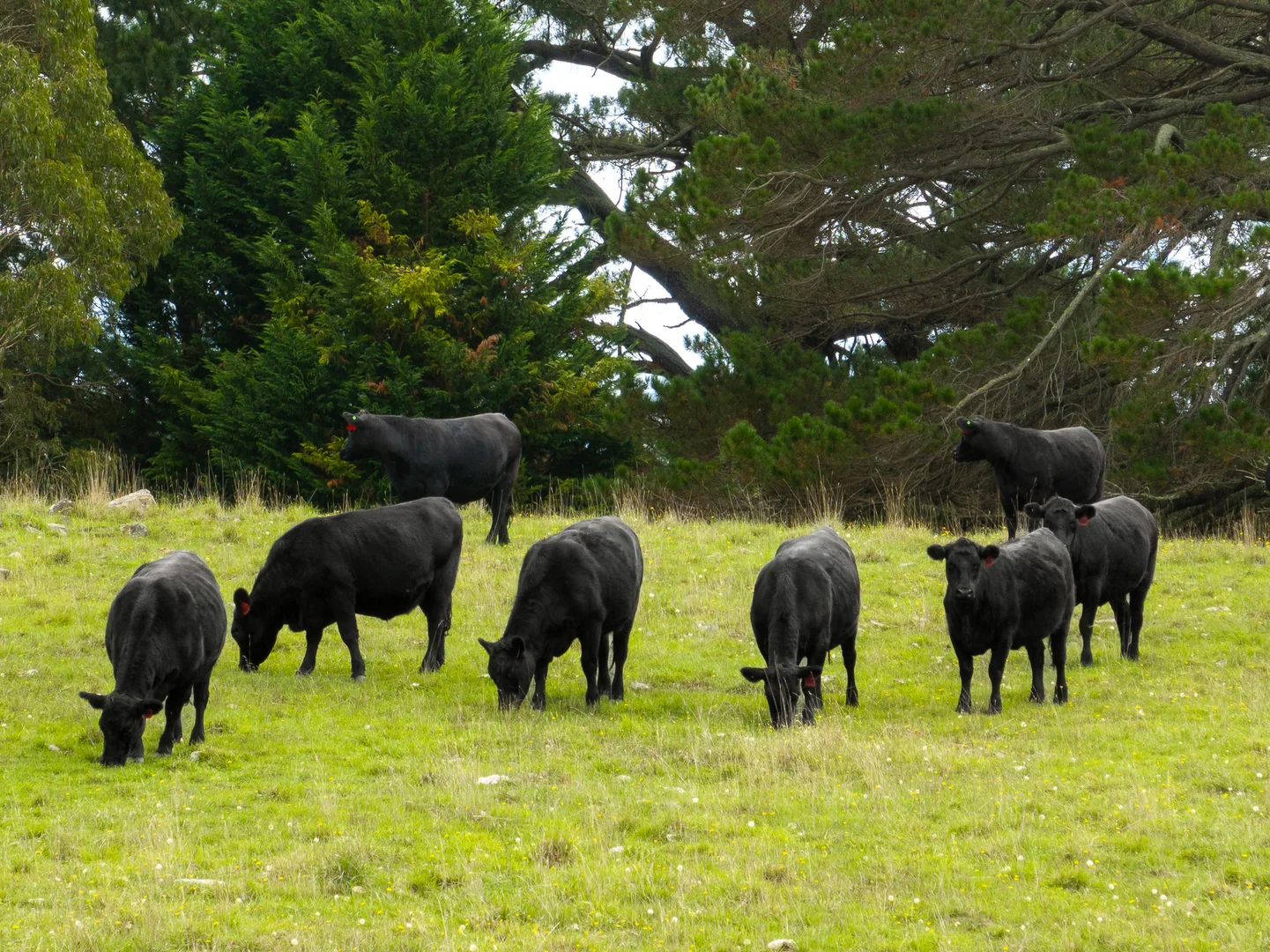 Additional image 25 of 370 Springmount Road, Oberon NSW 2787