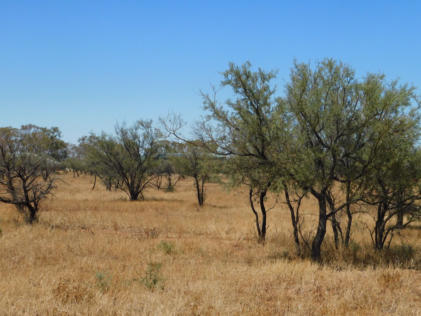 Lot 155 Gulf View Road, Napperby SA 5540, Image 1