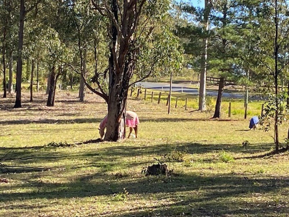 133 Armidale Road, Yarravel NSW 2440, Image 0