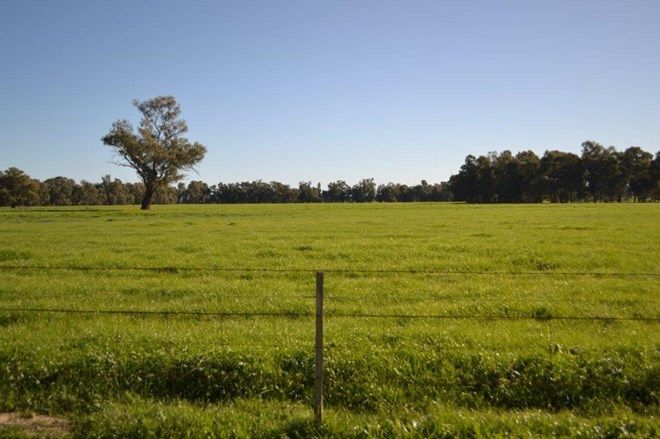 Picture of Farm Narrandera Park "Narrandera Park", EUROLEY NSW 2700