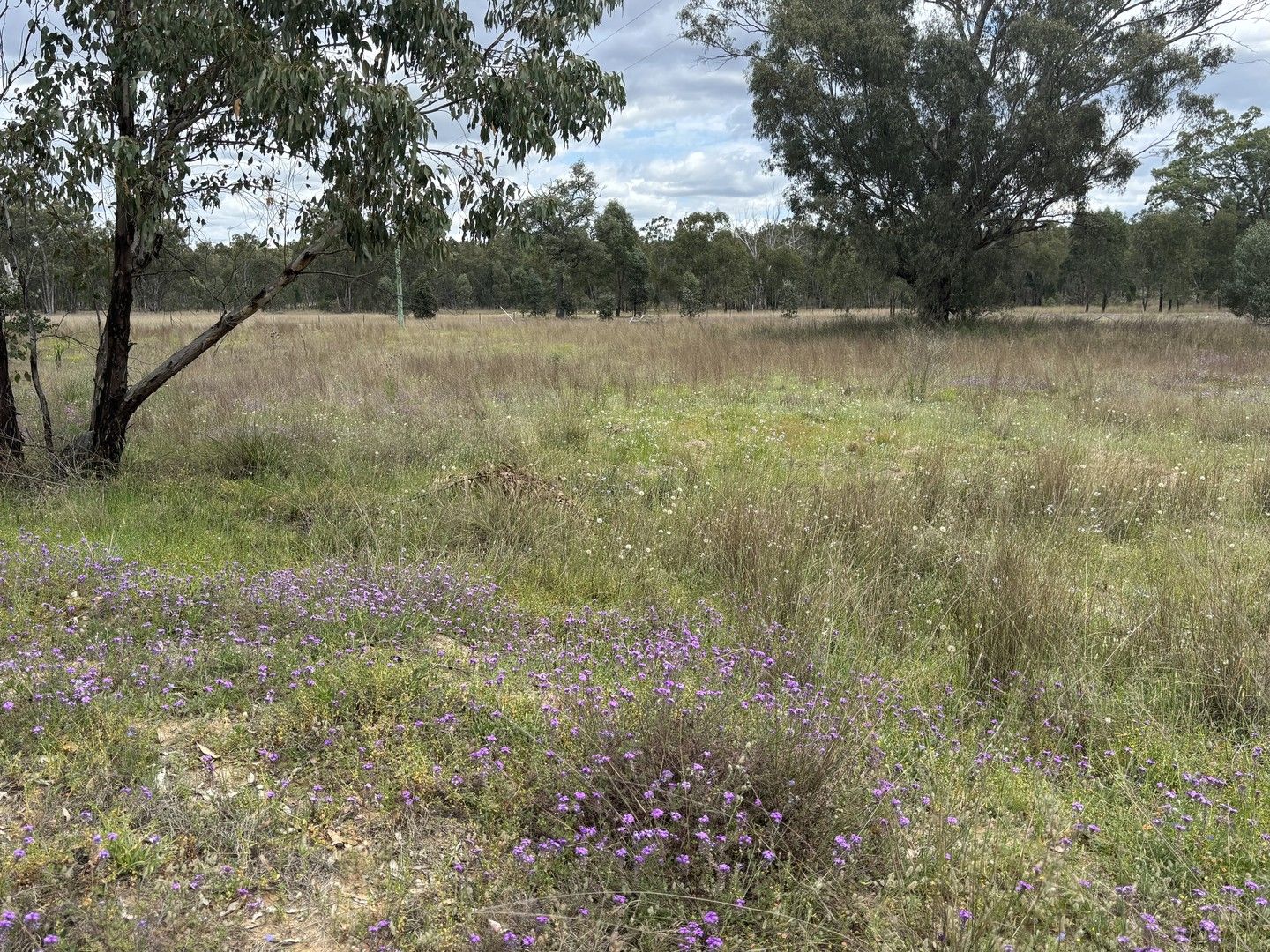 Rural in 93 Fairford Road, WARIALDA NSW, 2402