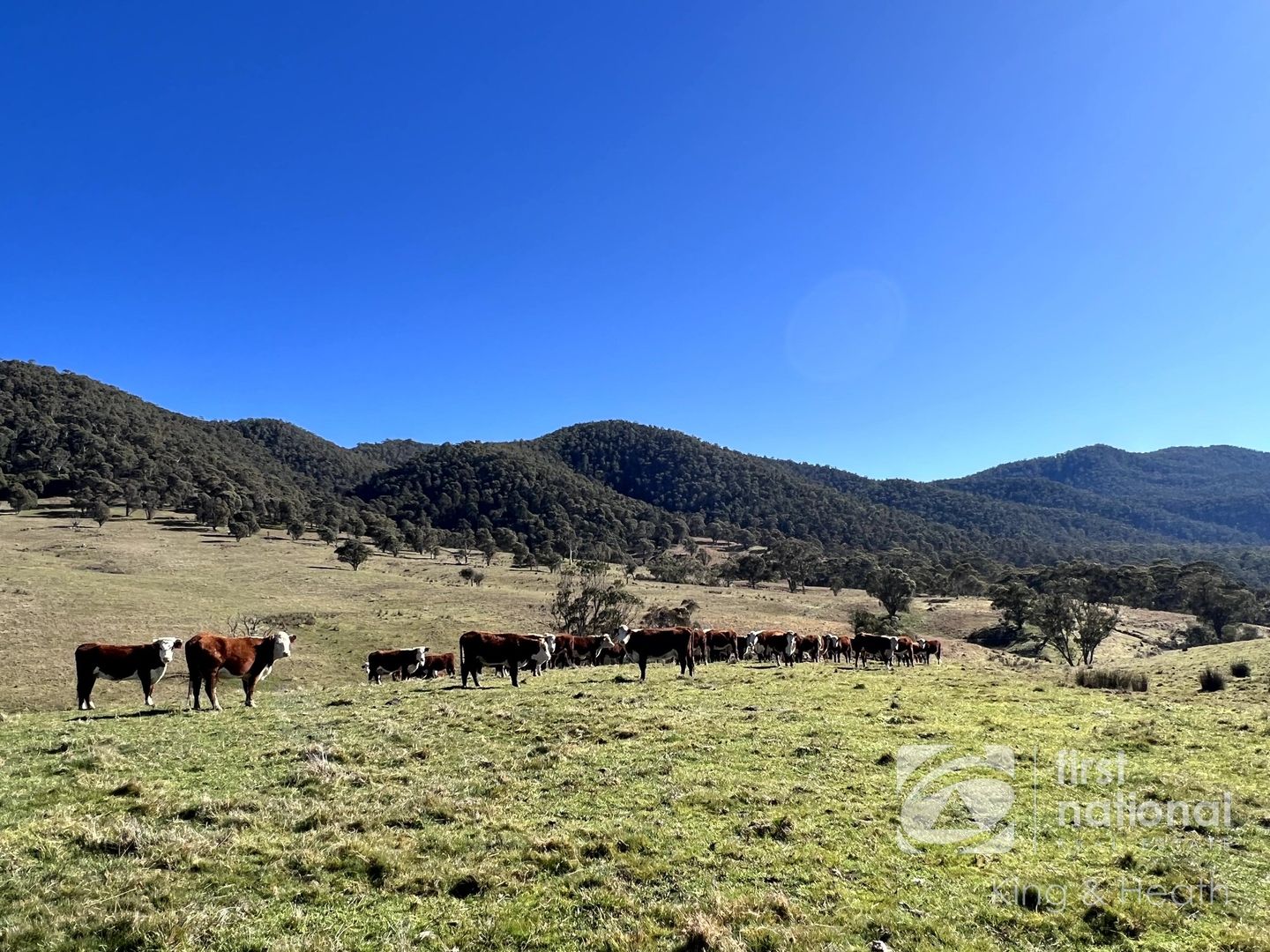 95 Kellys Road, Omeo Valley VIC 3898 House for Sale 850,000