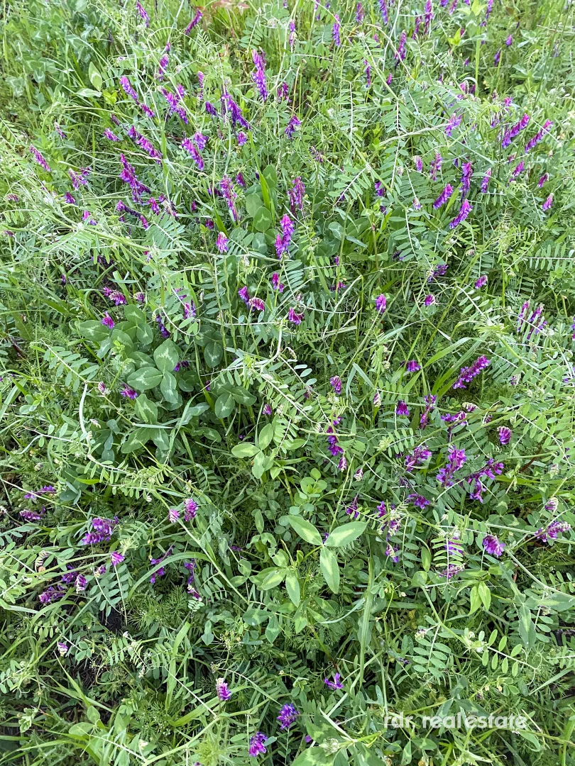 Image 30