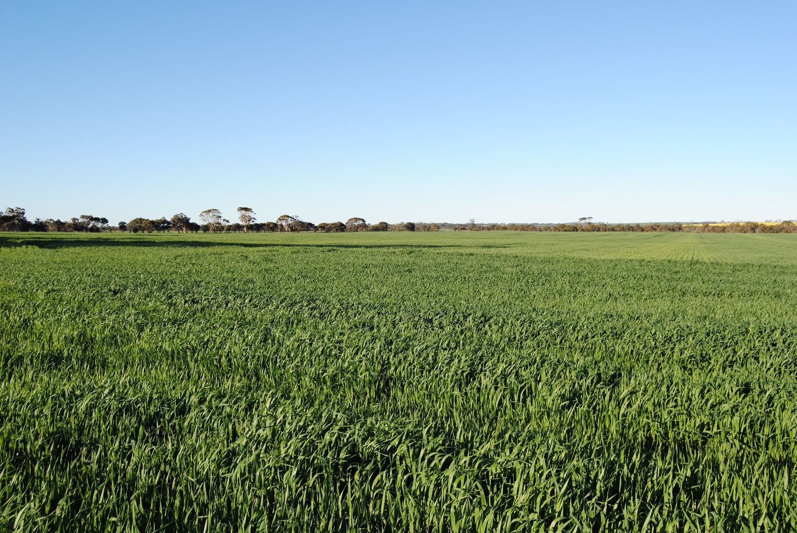 1272 Malyalling Road, Wickepin WA 6370 House for Sale Domain