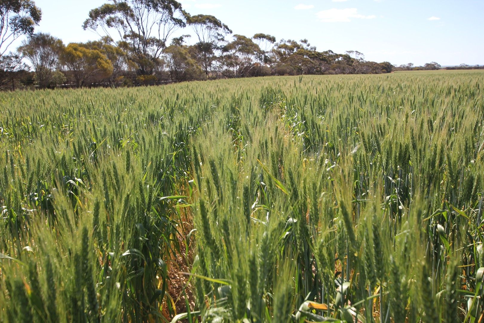 Rural in 2691 Grace Road, DULYALBIN WA, 6425