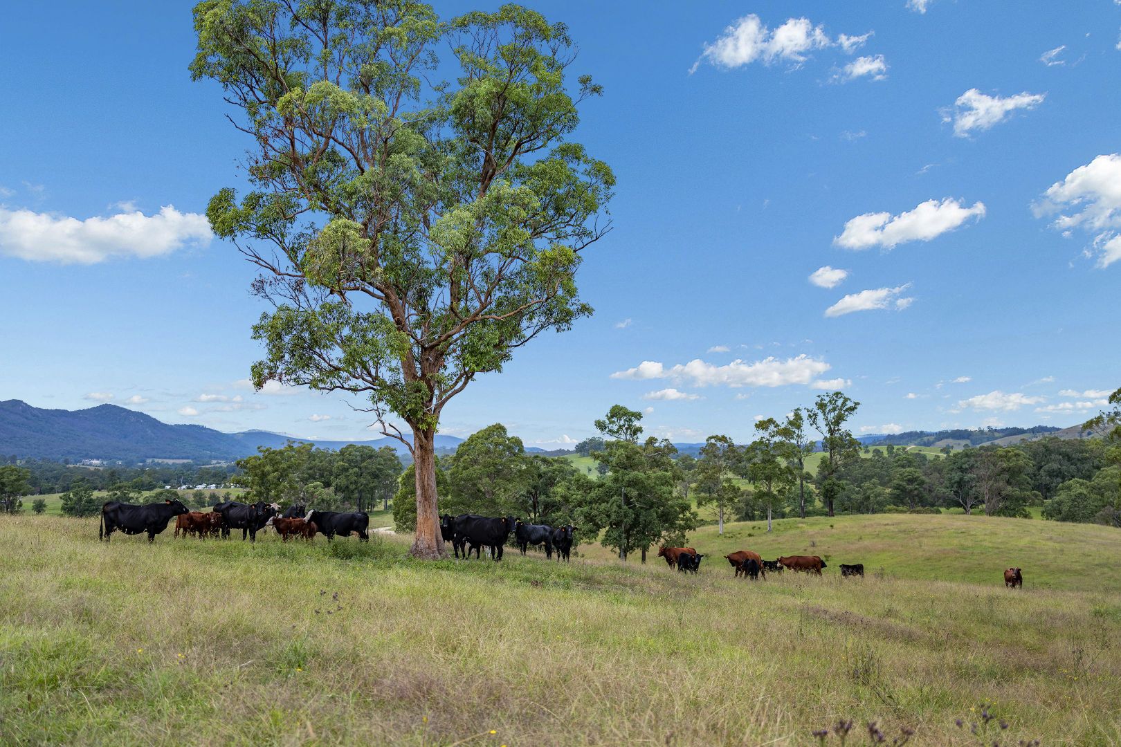 2411 The Bucketts Way, Wards River NSW 2422, Image 2