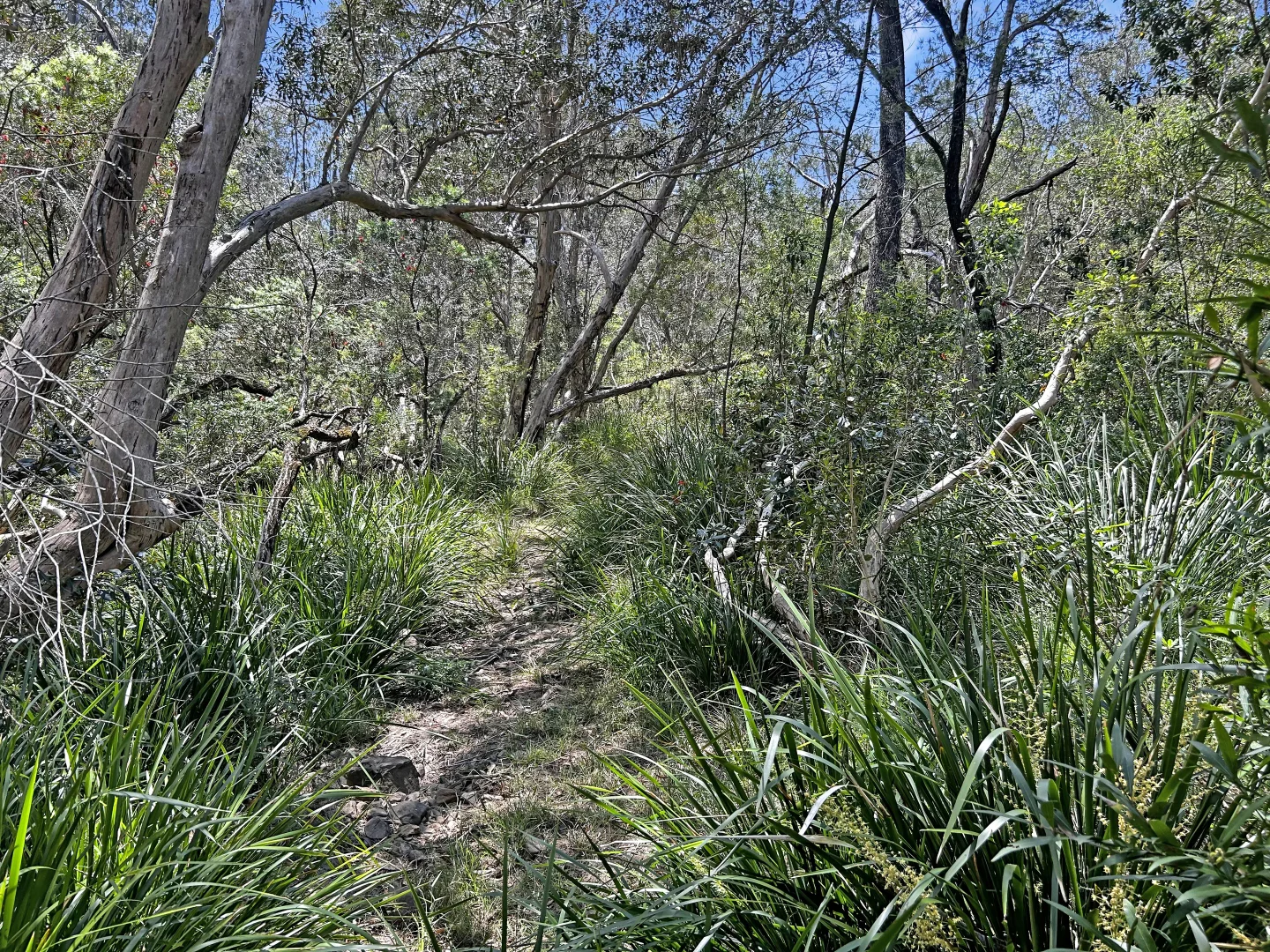 Image 31