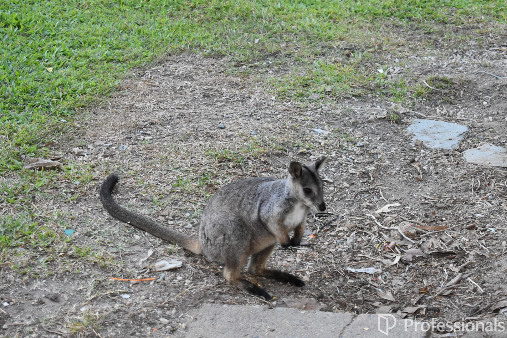 Image 32