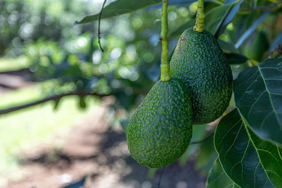 Additional image 17 of Lot 4 Horrex Road, Ravensbourne QLD 4352