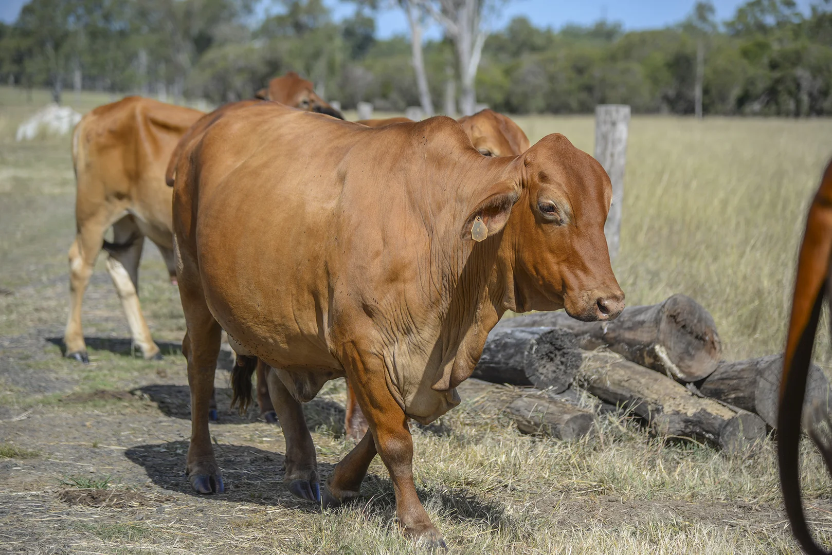 Additional image 24 of 480-510 Rosewood-Warrill View Road, Rosewood QLD 4340