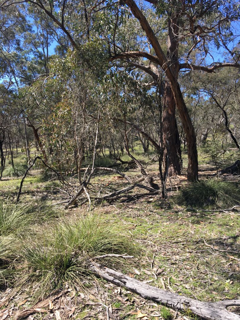 Mooralla VIC 3314 House for Sale Domain