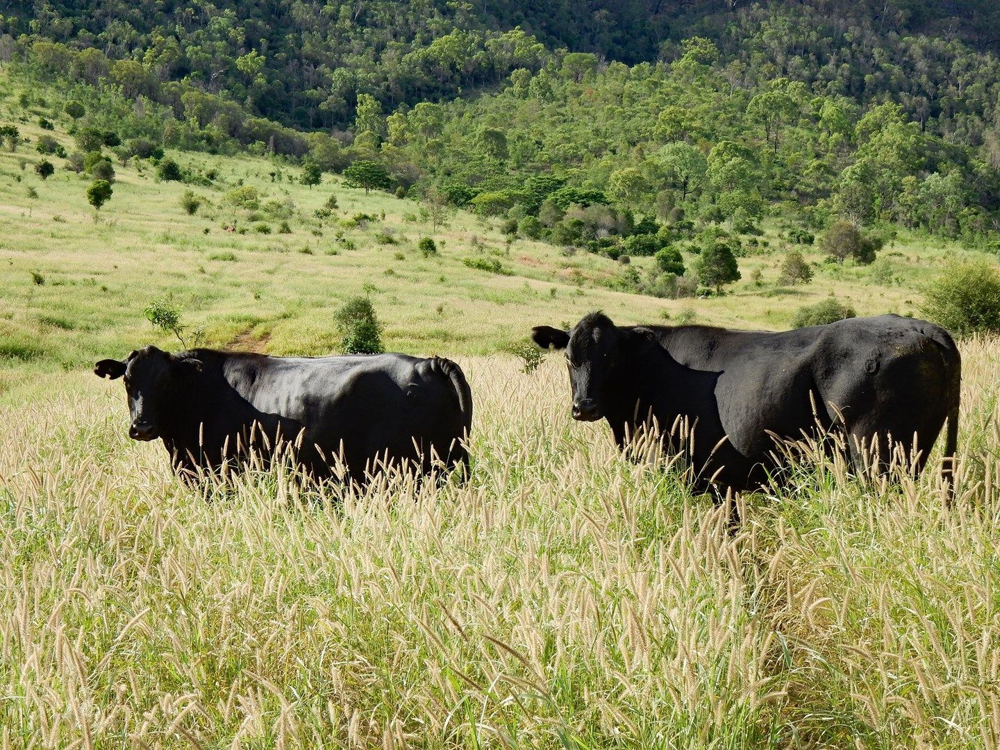 Coal Road, Dumgree QLD 4715, Image 0