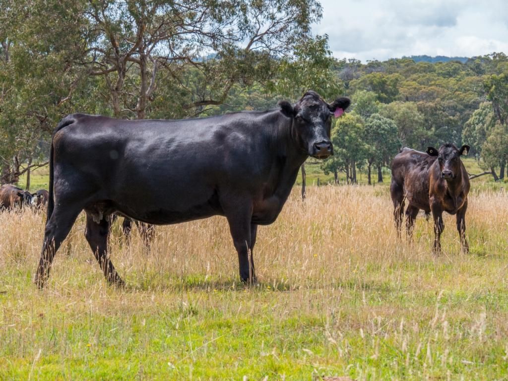 Maiden Creek 1060 Wongwibinda Road, Wollomombi NSW 2350, Image 1