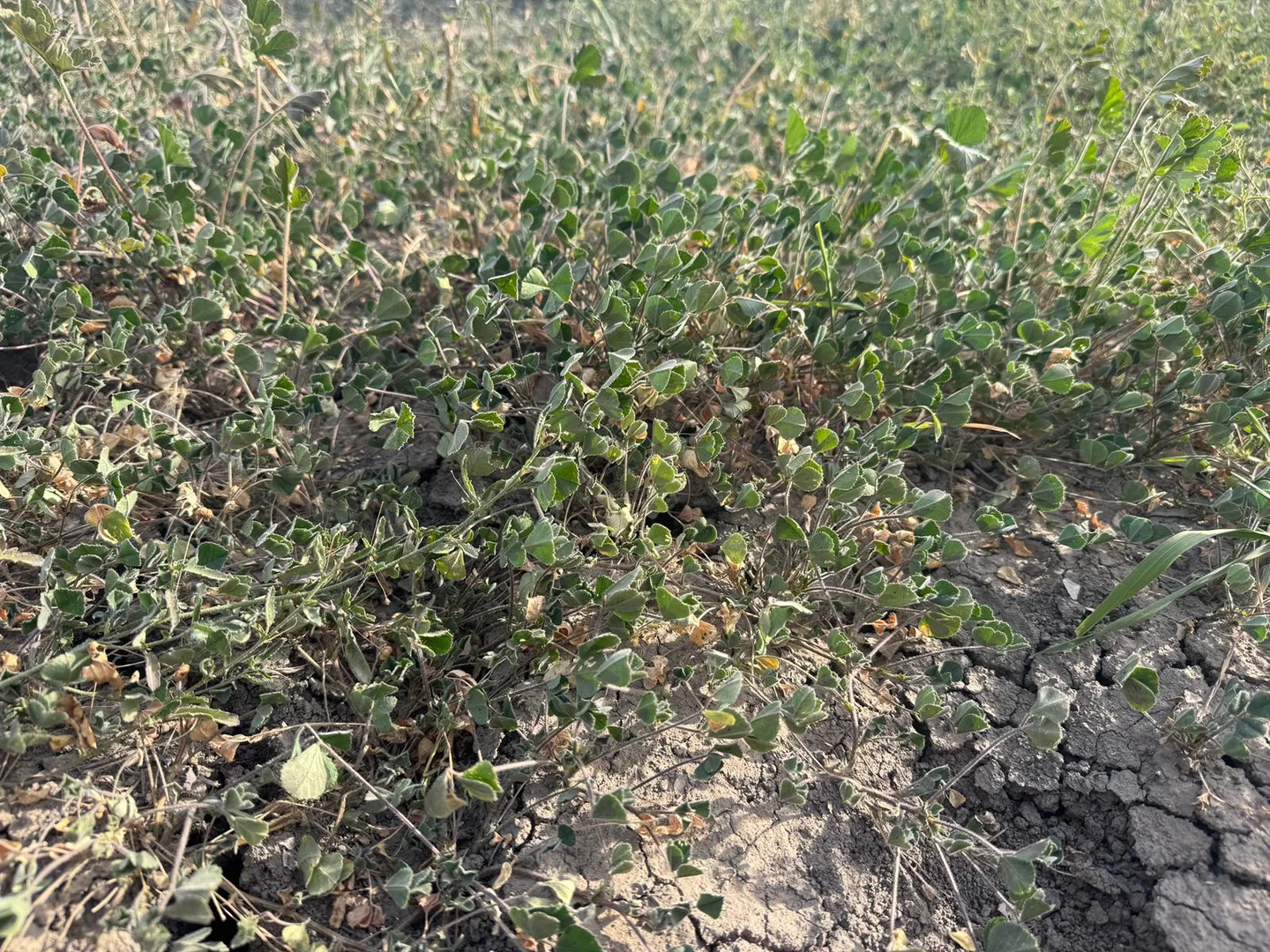 Image 12