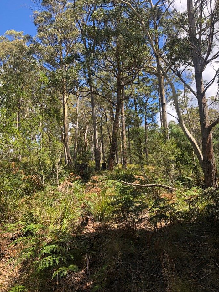 Lot 2, 80 Top Road, Blackwood Creek TAS 7301, Image 1