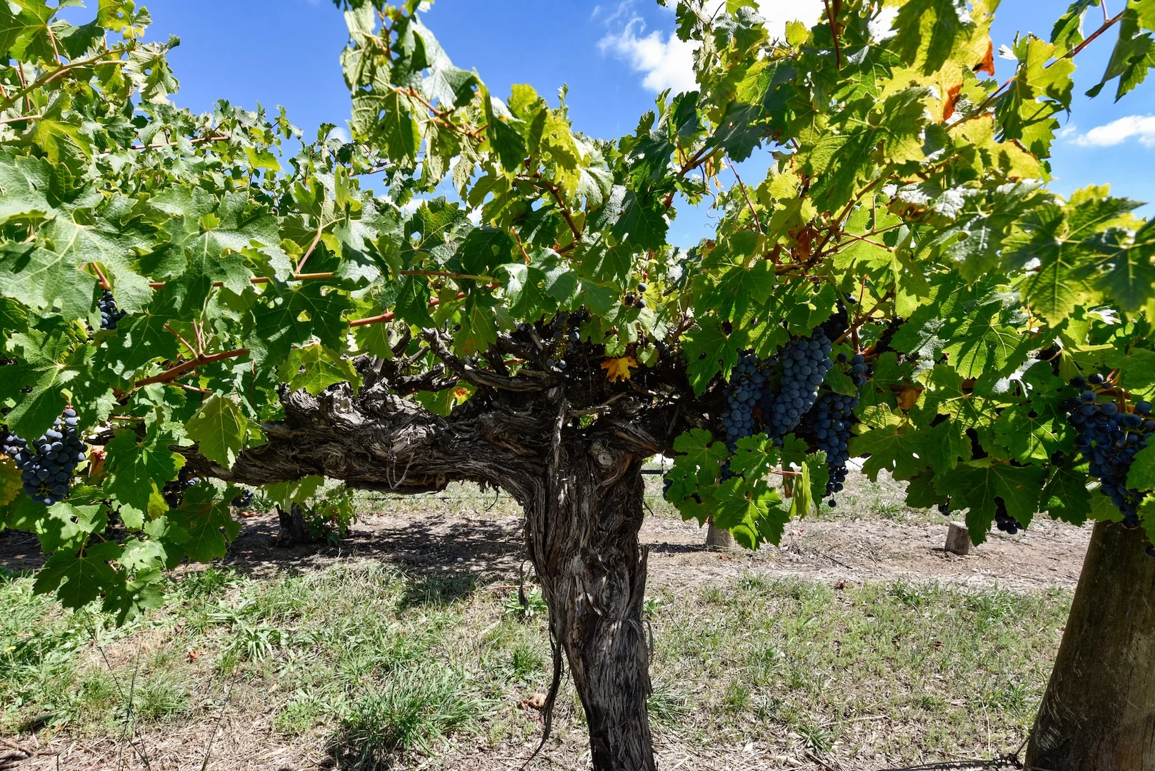 Additional image 21 of V&A Lane, Coonawarra SA 5263