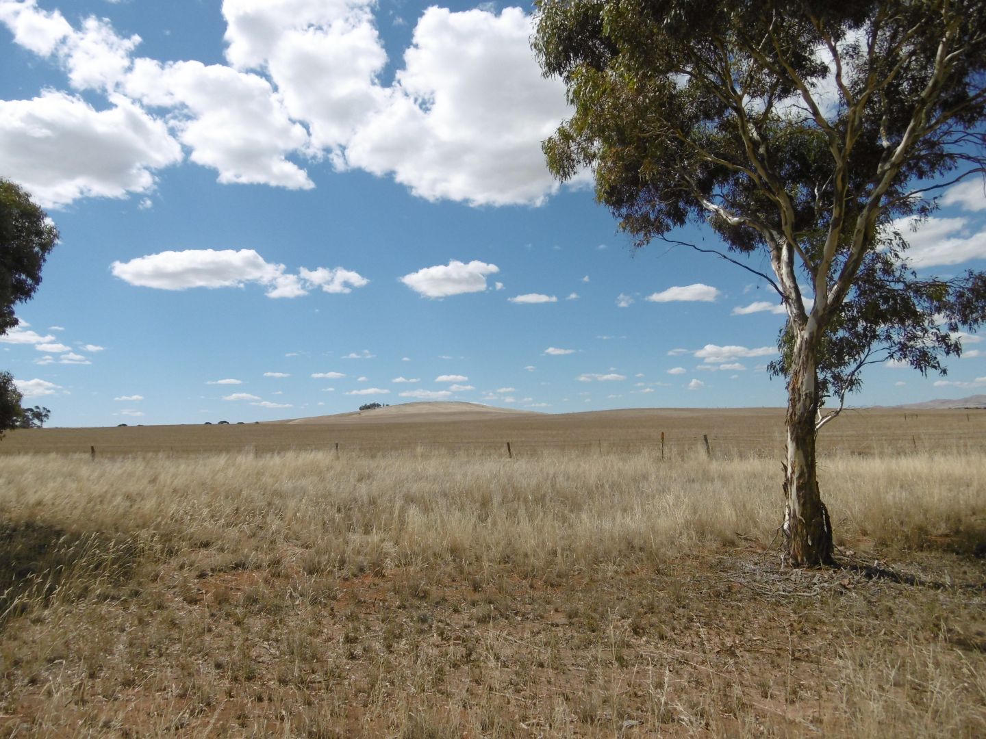 - Stone Hut-Caltowie Road, Caltowie SA 5490, Image 2