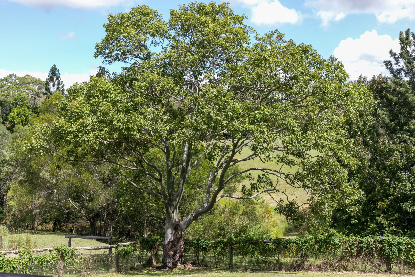 Additional image 34 of 25 Donnellys Road, Ridgewood QLD 4563