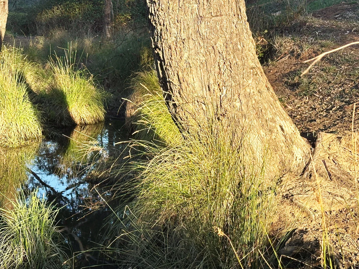 Additional image 6 of 1277 Cheviot Hills Road, Wagga Wagga NSW 2650