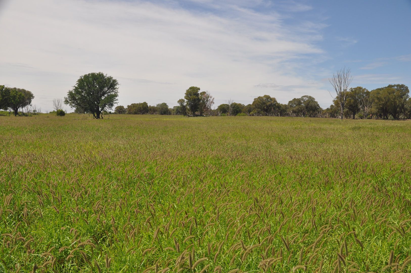 'THE PATRICK', Barcaldine QLD 4725, Image 1