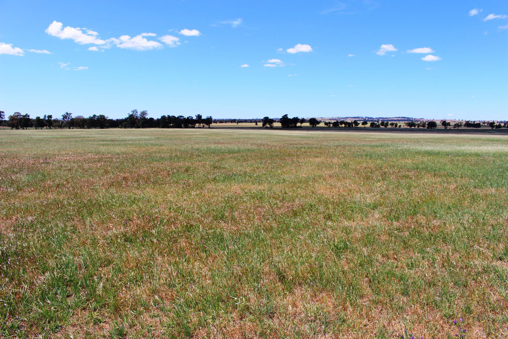 Campbells Ln, Coolamon NSW 2701, Image 1