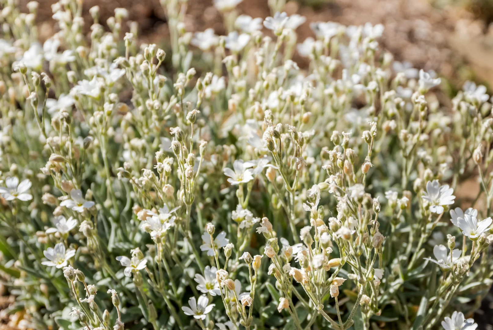 Additional image 47 of 2 Tapner Court, Triabunna TAS 7190