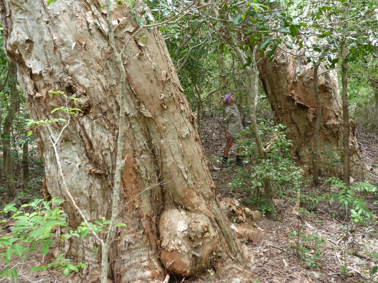 Image 32