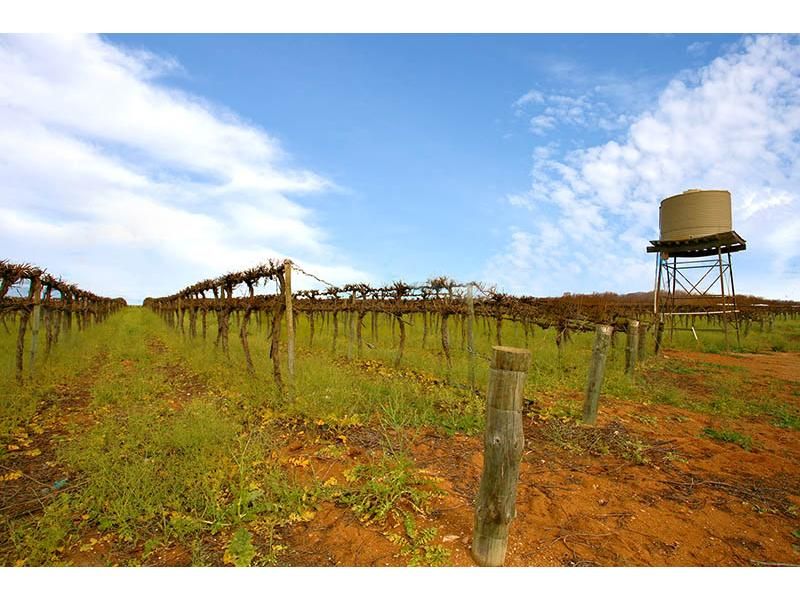 Wookata Vineyard 184 Stott Highway, Swan Reach SA 5354, Image 1