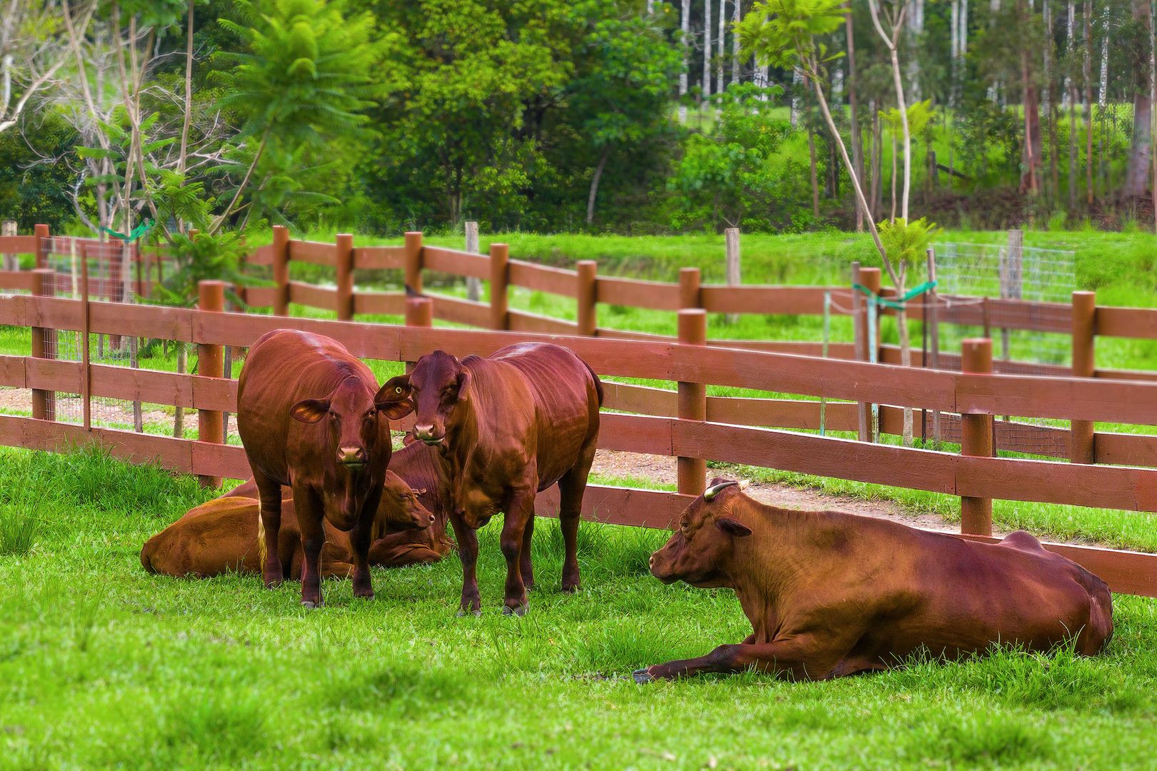 Eerwah Vale QLD 4562 House for Sale Domain