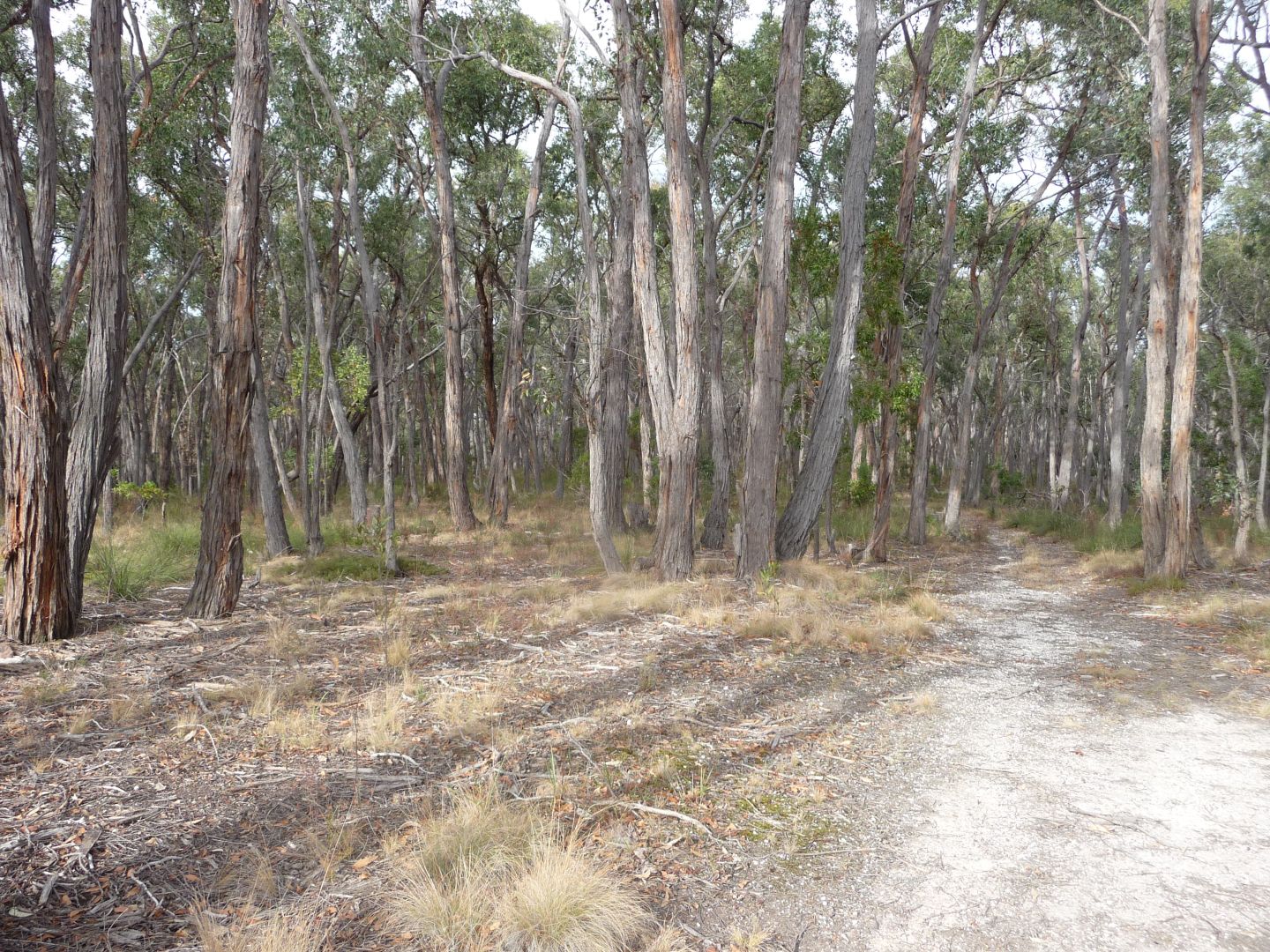 CA 7A Tilligs Road, Scarsdale VIC 3351, Image 1
